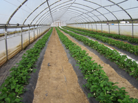 Erdbeeren im Folientunnel