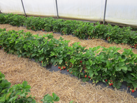 Erntereife Erdbeeren im Folientunnel