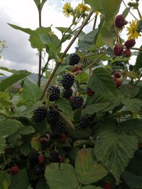 Nach der Brombeerernte kommt der Herbst