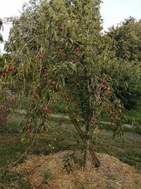 Cornus mas - Kornelkirsche